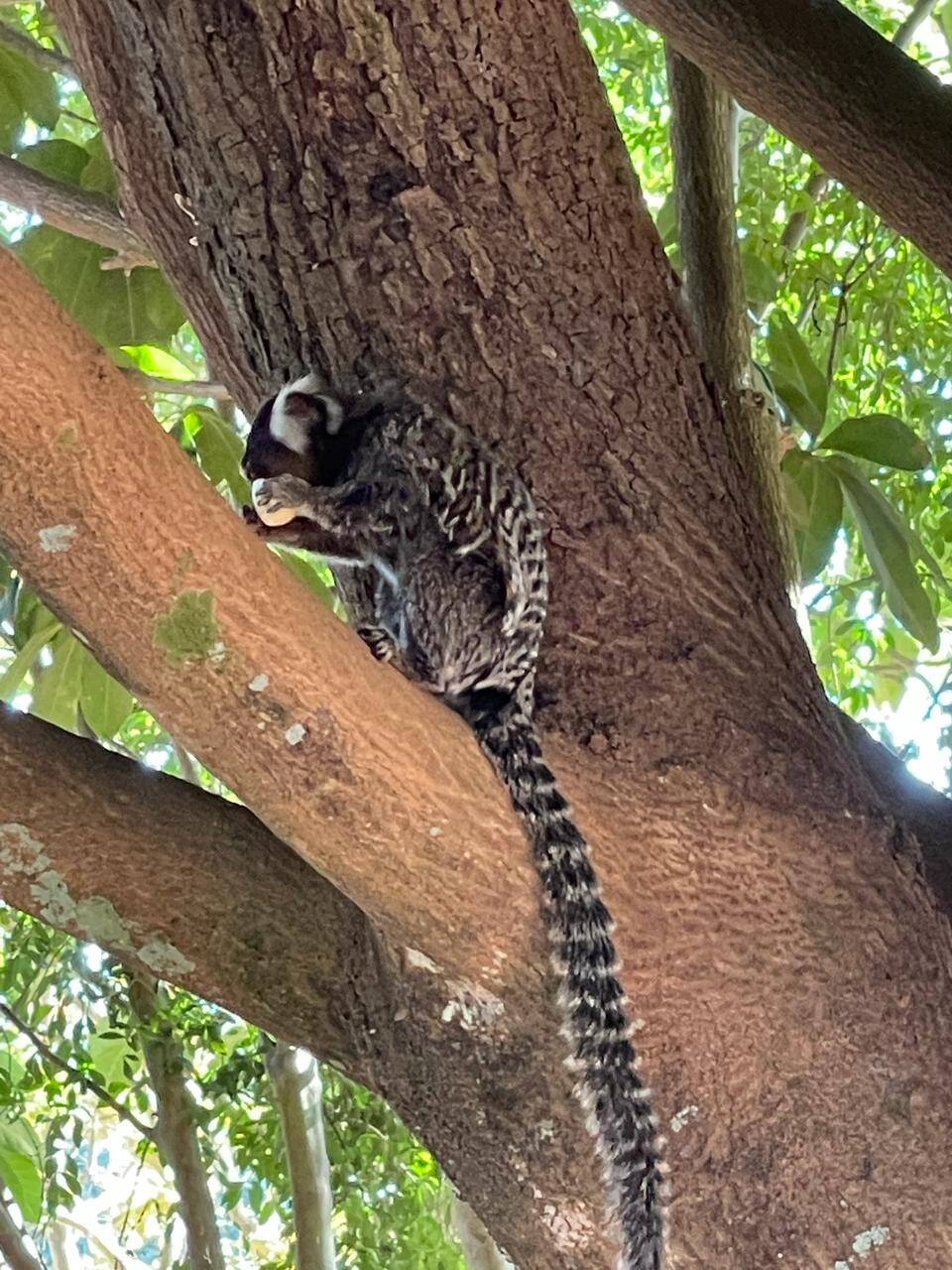 #177 - Casa para Venda em Araçoiaba da Serra - SP